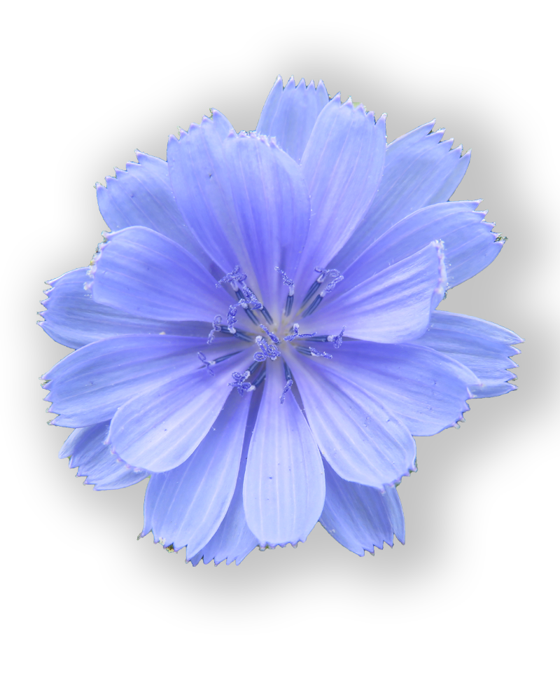 fleur de chicorée